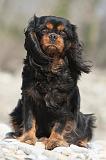 CAVALIER KING CHARLES 219